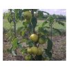 Ovocné stromy Ázijská hruška Shinseiki(3)