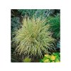 Okrasné trávy Puškvorec trávovitý Argenteostriatus(3)