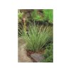 Okrasné trávy Puškvorec trávovitý Argenteostriatus(2)