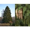 Smrek obyčajný 80-100 cm v kvetináči, kont. C6