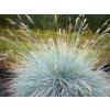 Okrasné trávy Kostrava sivá Blue Select(1)