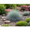 Okrasné trávy Kostrava sivá Blue Select