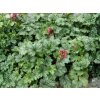 Trvalky Heuchera Dales Strain(1)