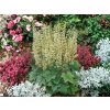 Trvalky Heuchera villosa Macrorrhiza
