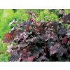 Trvalky Heuchera Palace Purple(1)
