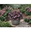 Trvalky Heuchera Palace Purple(3)