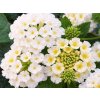 Letničky Lantana Lantropics White(1)