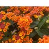 Letničky Lantana Lantropics Orange(1)