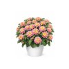 Letničky Lantana Lantropics Lemon Pink(1)