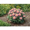 Letničky Lantana Lantropics Lemon Pink(2)