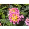 Letničky Lantana Lantropics Lemon Pink