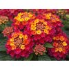 Letničky Lantana Lantropics Magenta(1)