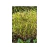 Okrasné trávy Ostrica muskingumenská