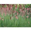 Okrasné trávy Melinis nerviglumis Savannah(1)