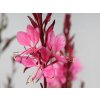 Trvalky Gaura lindheimerova Flamingo Pink(1)
