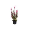 Trvalky Gaura lindheimerova Flamingo Pink(2)