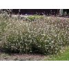 Trvalky Gaura lindheimerova Flamingo Snow(1)