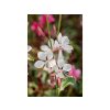 Trvalky Gaura lindheimerova Flamingo Snow
