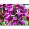 Trvalky Náprstník Dottie Purple (2)