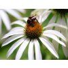 Echinacea purpurová Alba (1)