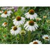 Echinacea purpurová Alba