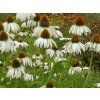 Echinacea purpurová Alba (2)