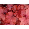 Trvalky Heuchera Fire Alarm(2)