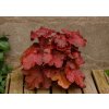 Trvalky Heuchera Fire Alarm(1)