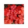 Trvalky Heuchera Fire Alarm