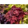 Trvalky Heuchera Fire Alarm(3)