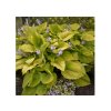 Trvalky Hosta Shadowland Cost to Cost(2)