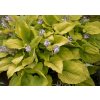 Trvalky Hosta Shadowland Cost to Cost