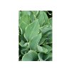 Trvalky Hosta Regal Splendor(5)