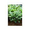 Trvalky Hosta Regal Splendor(4)