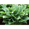 Trvalky Hosta Regal Splendor(3)
