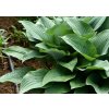 Trvalky Hosta Regal Splendor(2)