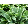 Trvalky Hosta Regal Splendor