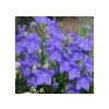 Trvalky Balónovník veľkokvetý Astra Blue(4)