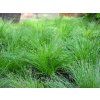 Isolepis carnea Fibre Optic Grass (5)