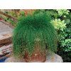 Isolepis carnea Fibre Optic Grass (4)