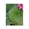 Isolepis carnea Fibre Optic Grass (3)