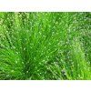 Isolepis carnea Fibre Optic Grass (2)