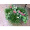 Isolepis carnea Fibre Optic Grass (1)
