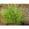 Isolepis carnea Fibre Optic Grass