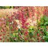 Heuchera Leuchtkäfer (2)