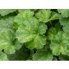 Heuchera Leuchtkäfer (1)
