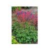 Heuchera Leuchtkäfer