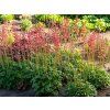 Heuchera Leuchtkäfer (4)