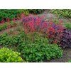 Heuchera Leuchtkäfer (5)