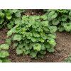 Heuchera Leuchtkäfer (3)